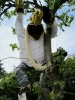 03 Scarecrow 2011_tn
