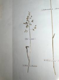 Grass sample in Swayne's book sm