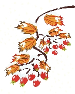 Rosehips_wl02