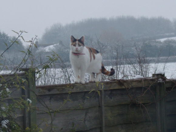 Our cat`s first outing in the snow