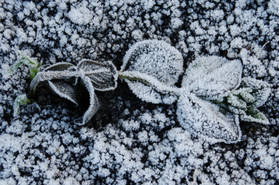 winter 2010 Frost