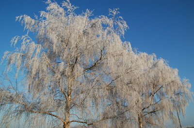 winter 2010 Frost on trees