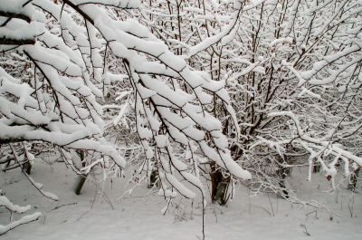 winter 2010 near Lock's Bottom